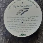 Epicéa Géant